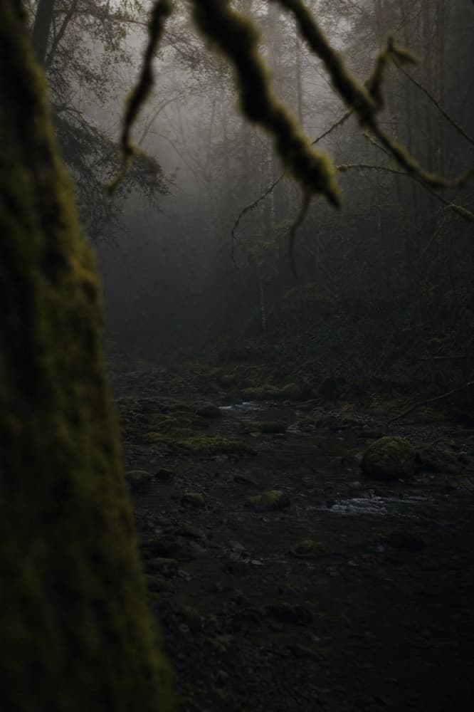 A mossy forest stream.