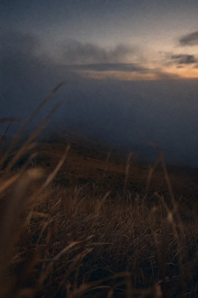 Tall dry grass bending in wind.
